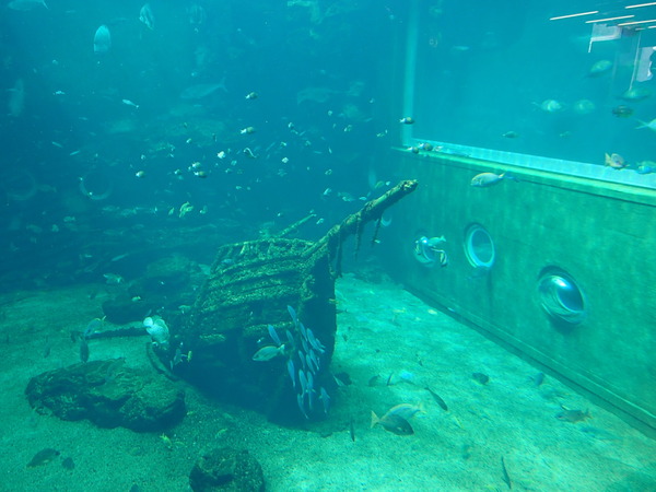 箱根園水族館 (106)