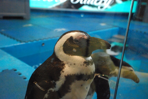 ペンギンのいるBAR (8)