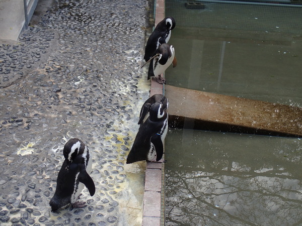池田動物園 (22)