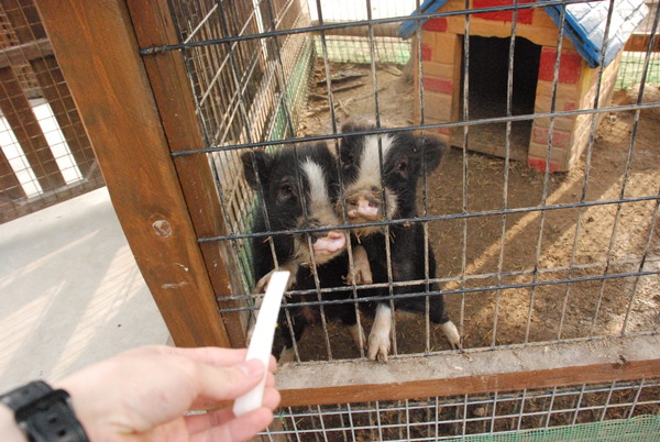 しろとり動物園 (18)