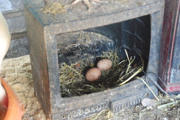 宮ヶ瀬コッコランドパーク (31)