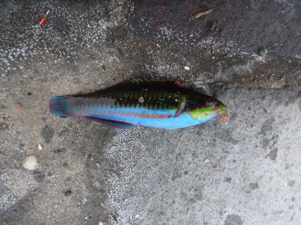 いるか浜堤防 (7)