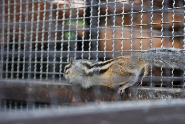 板橋区こども動物園 (6)
