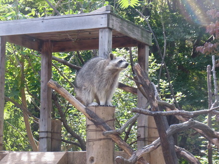井の頭動物園 (6)