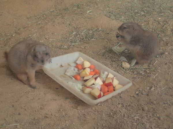 池田動物園 (14)