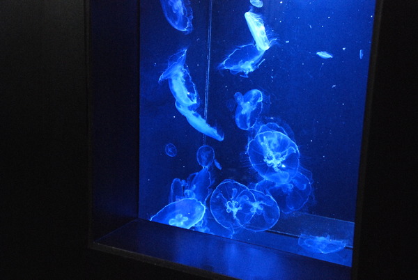 加茂水族館 (14)