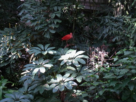 井の頭動物園 (19)