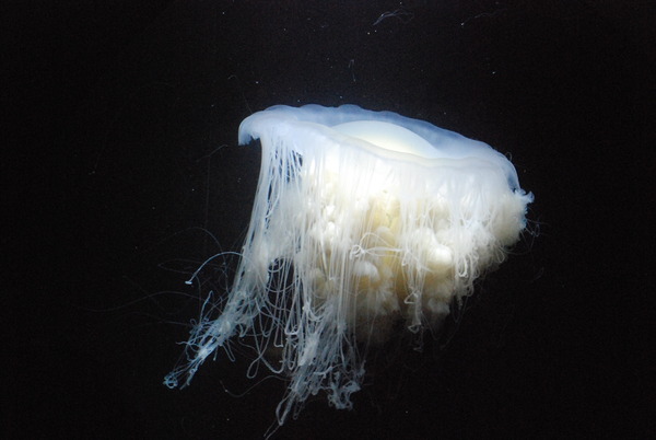 加茂水族館 (27)